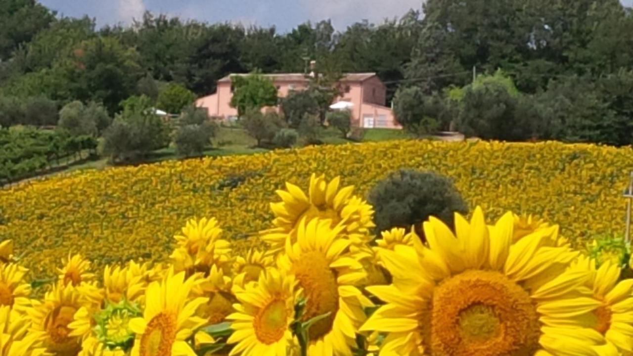 Villa Sant'Elena Morro dʼAlba Dış mekan fotoğraf